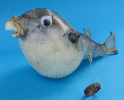 4 inches Authentic Dried Puffer Fish with a Hanger for Display - 10 @ $1.85 each