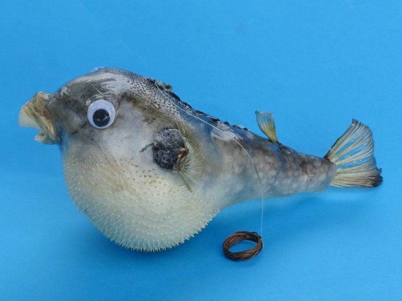 5 inches Real Preserved Dried Puffer Fish with a Hanger for Display