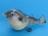4 inches <font color=red>Wholesale</font>  Authentic Dried Puffer Fish with a Hanger for Display in Bulk Case of 130 @ $.75 each