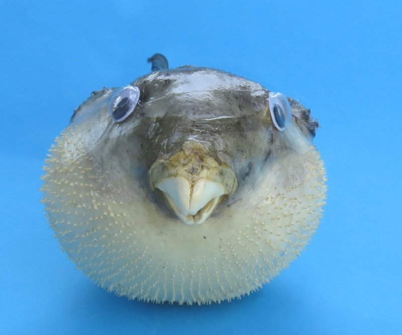 6 to 7 inches Hanging Real Preserved Puffer Fish, Dried Puffer Blowfish