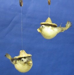 4 inches Hanging Dried Puffer Blowfish with Wicker Hat <font color=red> Wholesale</font> - 100 @ $1.25 each 