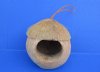 7 to 8 inches Coconut Birdhouse with Coconut Fiber as Hair in a Moe from the 3 Stooges Design - $4.99 each
