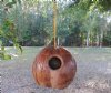 Real Hanging Coconut Birdhouse with Natural Bark Exterior 5 to 7 inches high- $4.99 each