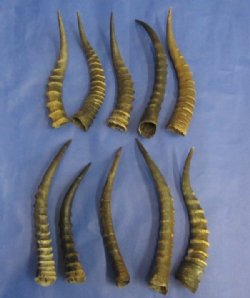 African Blesbok Horns 12 to 16 inches - 2 @ $12.80 each; 5 @ $12.00 each