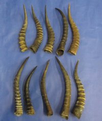 Blesbok Horns