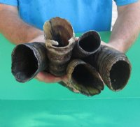 African Blesbok Horns 12 to 16 inches - 2 @ $12.80 each; 5 @ $12.00 each