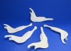 8 to 9 inches long Real African Blesbok Jaw Bones for Sale - Pack of 2 @ $7.00 each; Pack of 6 @ $5.60 each