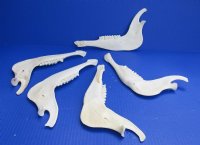 8 to 9 inches long Real African Blesbok Jaw Bones for Sale - Pack of 2 @ $8.00 each; Pack of 6 @ $6.40 each