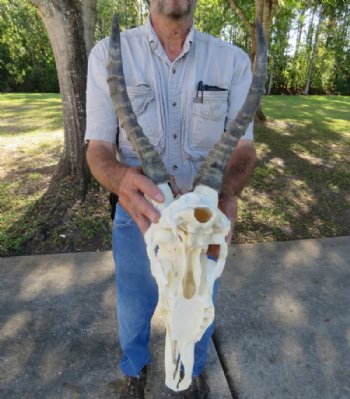 African Blesbok Skulls with Horns <font color=red> Wholesale</font>, Grade B With Damage  - 2 @ $50.00 each;  5 @ $45.00 each