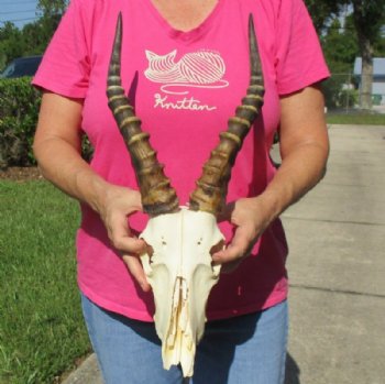 African Blesbok Skulls with Horns <font color=red> Wholesale</font>, Grade B With Damage  - 2 @ $50.00 each;  5 @ $45.00 each