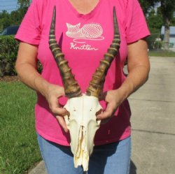 Wholesale African Blesbok Skulls with Horns, Grade B With Damage  - 2 @ $50.00 each;  <font color=red> SALE</FONT> 5 @ <font color=red>$35.00 each</font> (Regular $45 each)