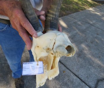 Wholesale African Blesbok Skulls with Horns, Grade B With Damage  - 2 @ $50.00 each;  <font color=red> SALE</FONT> 5 @ <font color=red>$35.00 each</font> (Regular $45 each)