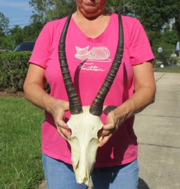 African Blesbok Skulls with Horns <font color=red> Wholesale</font>, Grade B With Damage  - 2 @ $50.00 each;  5 @ $45.00 each