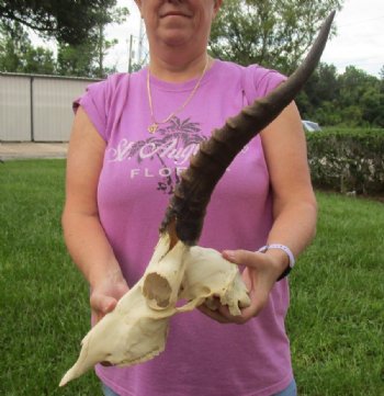 African Blesbok Skulls with Horns <font color=red> Wholesale</font>, Grade B With Damage  - 2 @ $50.00 each;  5 @ $45.00 each