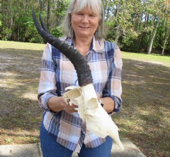 Wholesale African Blesbok Skulls with Horns <font color=red> Craft Grade and Grade B </font> - 2 @ $50.00 each;  <font color=red> SALE</FONT> 5 @ $35.00 each (Regular $45 each)