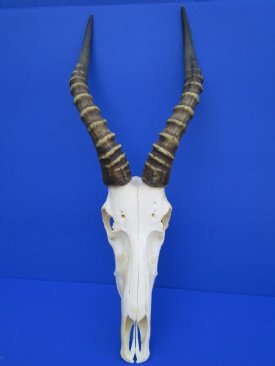 Blesbok Skulls, Buy One or Wholesale Lots