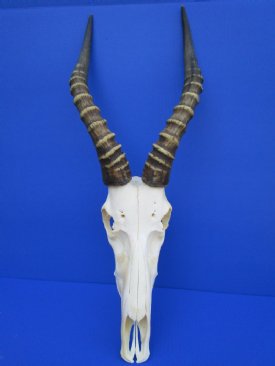 Blesbok Skull, Blesbok Skulls