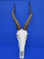 Blesbok Skulls