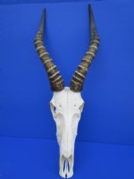 Blesbok Skull, Blesbok Skulls