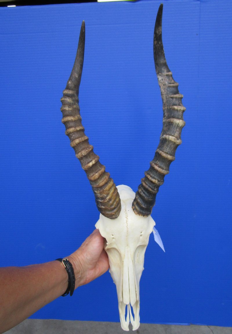 Buy Wholesale Blesbok Skull with Horns from 12 inches up to 14 inches