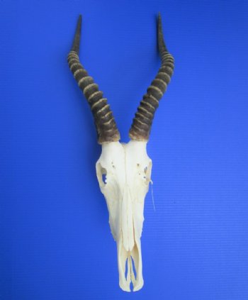 Five African Blesbok Skulls <font color=red> Wholesale</font>  with 12 to 14 inches Horns -  5 @ $60.00 each (Ships UPS Signature Required)