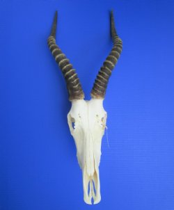 Five African Blesbok Skulls <font color=red> Wholesale</font>  with 12 to 14 inches Horns -  5 @ $60.00 each (Ships UPS Signature Required)