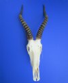 African Blesbok Skull for Sale with 12 to 14 inches Horns - Pack of 1 @ $79.99