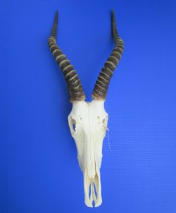 Blesbok Skulls and Horns from 12 to 14 inches <font color=red> Wholesale</font> 2 @  $65.00 each; 