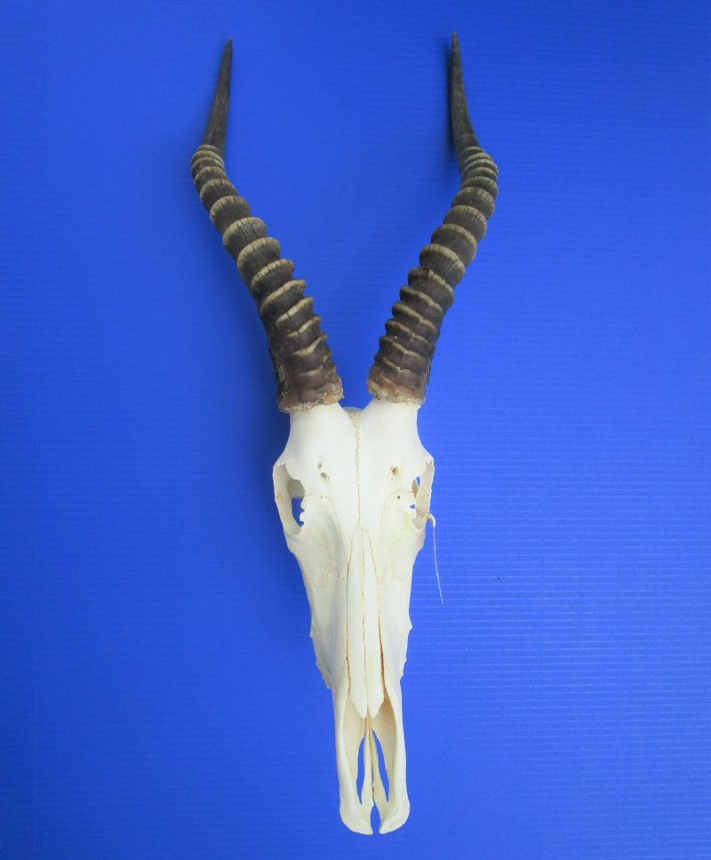 Buy Wholesale Blesbok Skull with Horns from 12 inches up to 14 inches