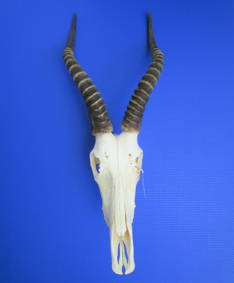 Buy Wholesale Blesbok Skull with Horns from 12 inches up to 14 inches Buy Wholesale Blesbok Skull with Horns from 12 inches up to 14 inches