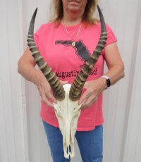 Blesbok Skulls and Horns from 12 to 14 inches <font color=red> Wholesale</font> 2 @  $65.00 each; 