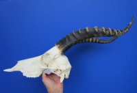 Blesbok Skulls and Horns from 12 to 14 inches <font color=red> Wholesale</font> 2 @  $65.00 each; 