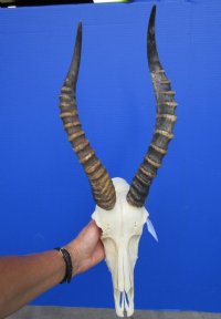 Five African Blesbok Skulls <font color=red> Wholesale</font>  with 12 to 14 inches Horns -  5 @ $60.00 each (Ships UPS Signature Required)