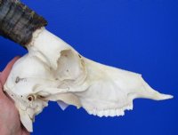 Blesbok Skulls and Horns from 12 to 14 inches <font color=red> Wholesale</font> 2 @  $65.00 each; 