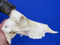 Five African Blesbok Skulls <font color=red> Wholesale</font>  with 12 to 14 inches Horns -  5 @ $60.00 each (Ships UPS Signature Required)