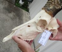 Five African Blesbok Skulls <font color=red> Wholesale</font>  with 12 to 14 inches Horns -  5 @ $60.00 each (Ships UPS Signature Required)