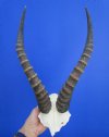 12 to 15 inches Blesbok Horns on Skull Plate, Cap  - Pack of 1 @ $39.99 each