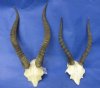 5 Blesbok Skull Plates with 12 to 15 inches Horns <font color=red> Wholesale</font> $26.00 each