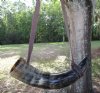 Small Viking Blowing Horns with Shoulder Strap <font color=red>Wholesale</font> 12 to 14 inches  - 12 @ $9.50 each 