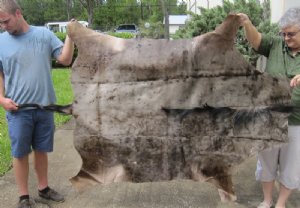 Blue Wildebeest Hides