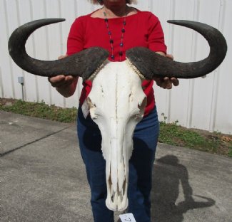Blue Wildebeest Skulls