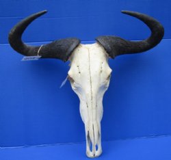 Large Blue Wildebeest Skull with Horn Spread 21 inches up <font color=red> Wholesale</font> - $90 each; 3 or more @ $80 each