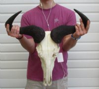 Blue Wildebeest Skulls