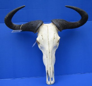 Blue Wildebeest Skulls