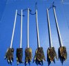 20 inches Large Alligator Foot Back Scratchers with a 3 to 4 inches  Real Gator's Foot - Pack of 5 @ $5.20 each
