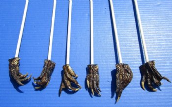 20 to 22 inches long Alligator Foot Backscratchers <font color=red> Wholesale</font> with a 2 to 3 inches Real Gator's Foot - Case of 25 @ $3.75 each