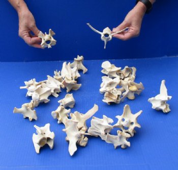 25 Large Wild Boar Vertebrae Bones 3-1/2 to 6 inches - 25 @ $1.75 each