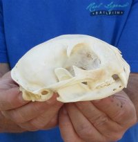 Bobcat Skulls