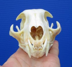 Bobcat Skull, Bobcat Skulls