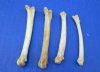 1-1/4 to 2 inches Authentic Coyote Foot, Feet Bones for Crafts - Pack of 100 @ .56 each